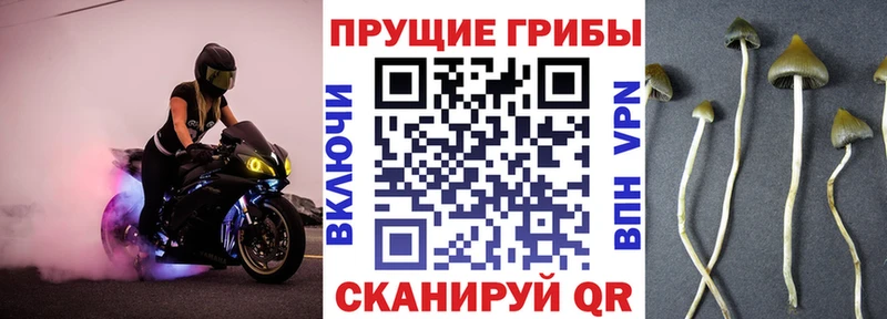 Псилоцибиновые грибы Cubensis  Купить где  Пестово 